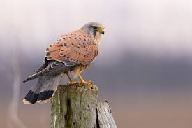 Attēlu rezultāti vaicājumam “Falco tinnunculus”