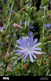 Attēlu rezultāti vaicājumam “Lactuca tatarica leaf”