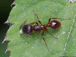 Attēlu rezultāti vaicājumam “Myrmica rubra”