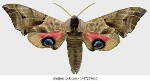 Attēlu rezultāti vaicājumam “Smerinthus ocellata”