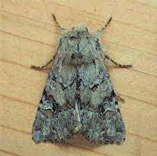 Attēlu rezultāti vaicājumam “Apamea sordens”