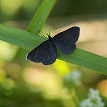 Attēlu rezultāti vaicājumam “Odezia atrata”