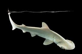 Image result for Sphyrna tiburo