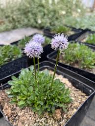 Attēlu rezultāti vaicājumam “Carex globularis flower”