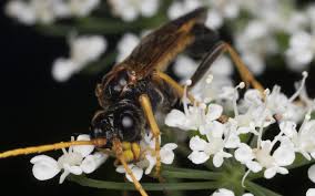 Attēlu rezultāti vaicājumam “Tenthredo campestris female”
