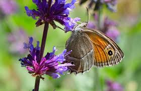 Attēlu rezultāti vaicājumam “Plebejus idas female”