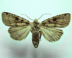 Attēlu rezultāti vaicājumam “Xestia triangulum”