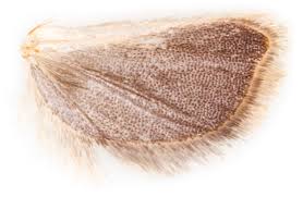 Attēlu rezultāti vaicājumam “Acleris bergmanniana”