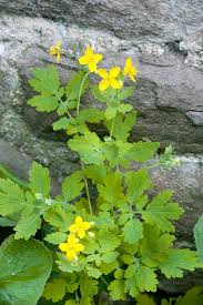 Image result for Chelidonium majus