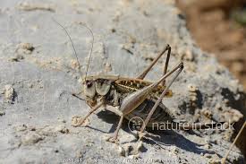 Attēlu rezultāti vaicājumam “Decticus verrucivorus”