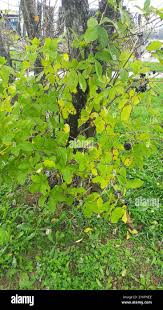 Attēlu rezultāti vaicājumam “Eleutherococcus sessiliflorus”