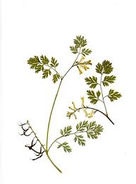Attēlu rezultāti vaicājumam “Corydalis intermedia leaf”