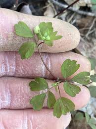 Attēlu rezultāti vaicājumam “Isopyrum thalictroides leaf”