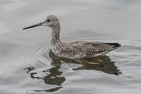 Image result for Tringa melanoleuca