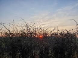 Image result for Basingstoke Buffalo