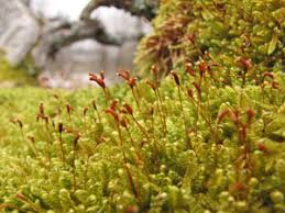 Attēlu rezultāti vaicājumam “Sciuro-hypnum curtum sporophyte”