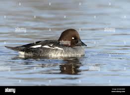 Attēlu rezultāti vaicājumam “Bucephala clangula female”