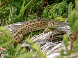 Attēlu rezultāti vaicājumam “Lacerta agilis”