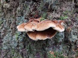 Attēlu rezultāti vaicājumam “Ischnoderma benzoinum”