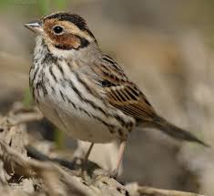 Image result for Emberiza pusilla
