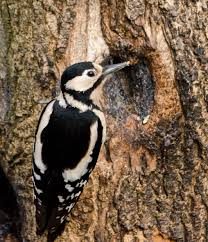 Attēlu rezultāti vaicājumam “Dendrocopos major”