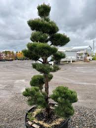 Attēlu rezultāti vaicājumam “Pinus nigra”