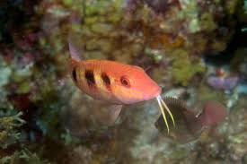 Image result for Pseudupeneus maculatus