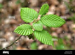 Attēlu rezultāti vaicājumam “Carpinus betulus leaf”