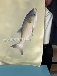 「魚拓」的圖片搜尋結果