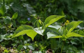 Attēlu rezultāti vaicājumam “Paris quadrifolia leaf”