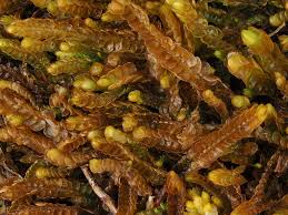 Attēlu rezultāti vaicājumam “Odontoschisma denudatum cells”