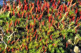 Attēlu rezultāti vaicājumam “Polytrichum piliferum”