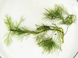 Attēlu rezultāti vaicājumam “Myriophyllum alterniflorum leaf”