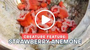 ผลการค้นหารูปภาพสำหรับ strawberry anemone