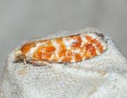 Attēlu rezultāti vaicājumam “Rhyacionia pinicolana”