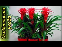 Картинки по запросу гусмания