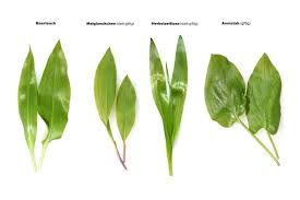 Image result for Bärlauch