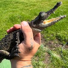 Image result for Crocodylus acutus
