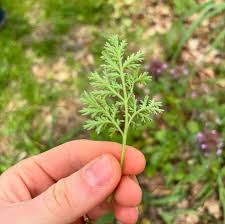 Image result for Artemisia annua