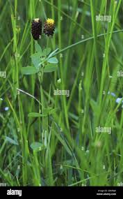 Attēlu rezultāti vaicājumam “Trifolium spadiceum fruit”