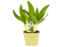 Image result for Bärlauch