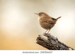 Attēlu rezultāti vaicājumam “Troglodytes troglodytes”