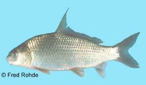 Image result for Carpiodes velifer