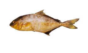 Image result for Seriola rivoliana