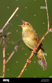 Image result for Locustella fluviatilis