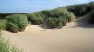 Attēlu rezultāti vaicājumam “Ammophila arenaria”