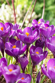 Attēlu rezultāti vaicājumam “Crocus vernus subsp. vernus flower”