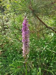 Attēlu rezultāti vaicājumam “Dactylorhiza cruenta leaf”