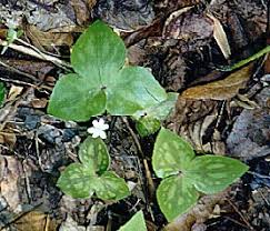 Attēlu rezultāti vaicājumam “Hepatica nobilis leaf”