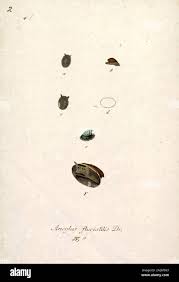 Attēlu rezultāti vaicājumam “Ancylus fluviatilis”